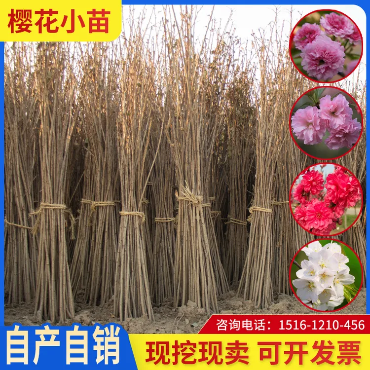 樱花苗樱花树苗日本樱花嫁接早樱晚樱樱花小苗绿化苗当年苗工程苗