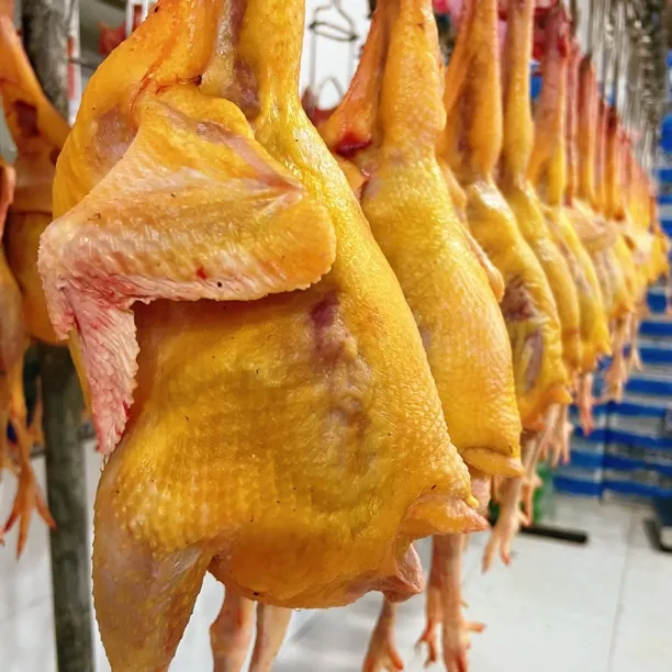 黄金皮黄油老母鸡2年大鸡单只3斤以上煲汤专用顺丰包邮芦花鸡