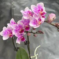 鲜花《钱多多》蝴蝶兰云南源头基地直发