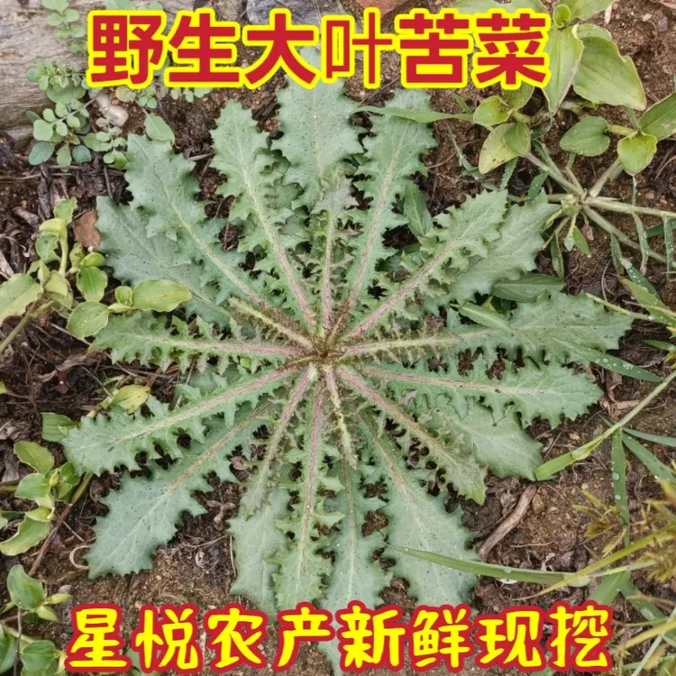 野生新鲜苦菜子野菜大小苦菜子整