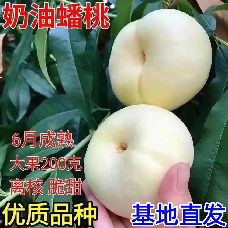 嫁接桃树苗新品种奶油白潘桃树苗南北方庭院种植盆栽地栽蟠桃树苗