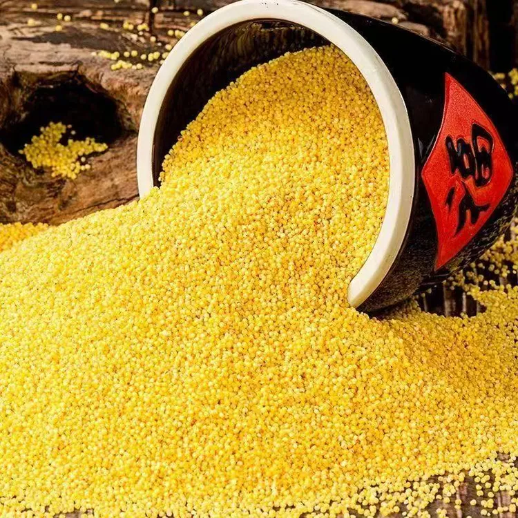 支持试吃陕北米脂油小米新鲜当季新米熬粥米油丰富优质杂粮2.5kg