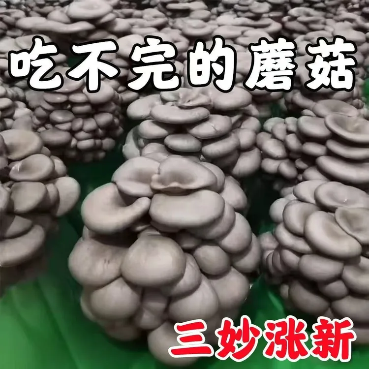 蘑菇菌包菌菇种植包食用菌菌棒平菇菌包好养喷水就长