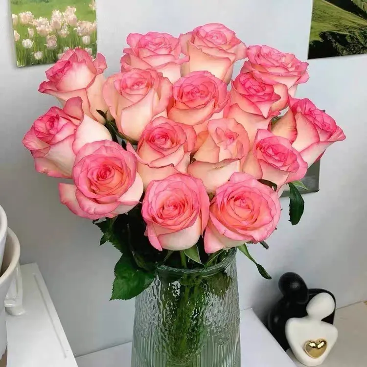 【艾莎】公主粉玫瑰花云南基地直发水养店铺任意两单鲜花升级顺丰