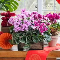 海蒂的花园仙客来趣味阳台客厅多年生花期长耐阴花卉盆栽苗年宵花