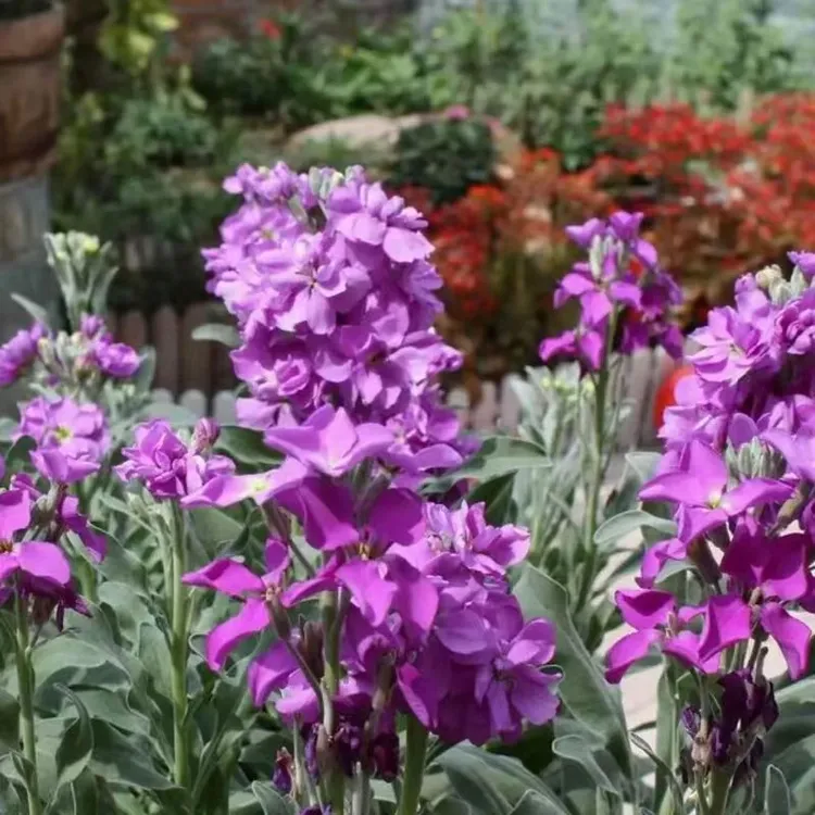 【混色重瓣紫罗兰种子】四季种植盆栽地栽阳台小院种植