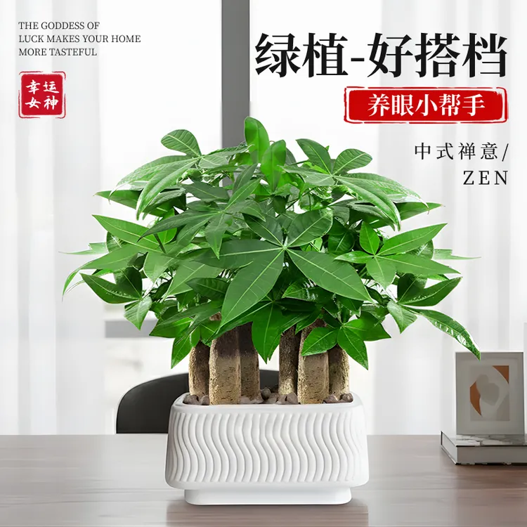 发财树盆栽室内客厅桌面花卉植物发财树小盆栽桌面水培发财树盆栽