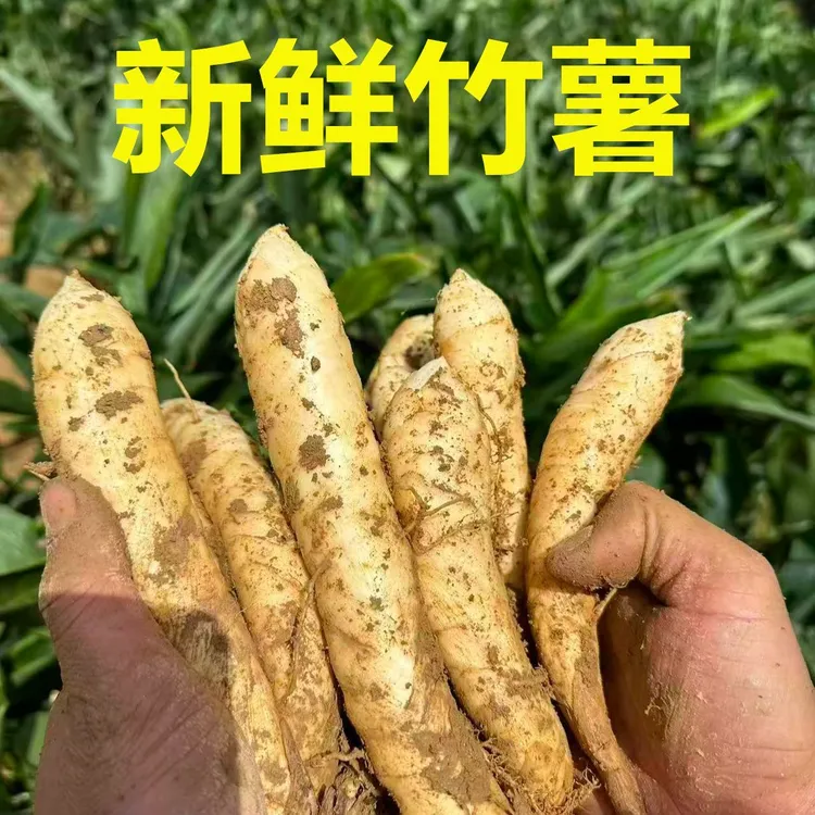 新鲜竹薯冬薯东京冬粉竹根自种现挖冬笋火锅煲汤凉粉竹芋食材