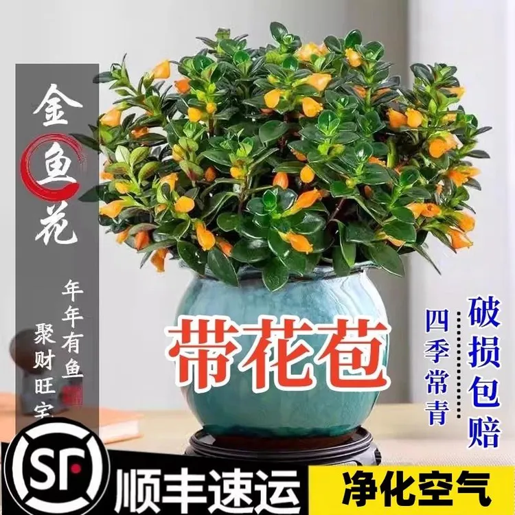 金鱼吊兰盆栽四季观花植物金鱼花室内客厅观花植物豆瓣绿四季常青