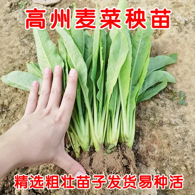 正宗高州圆叶甜麦菜苗高州甜麦菜秧苗带土苗圆尾苦麦菜甜软品种