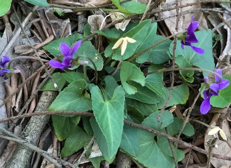 重庆新鲜现采紫花地丁草铧头草犁头草光瓣堇菜新货250g