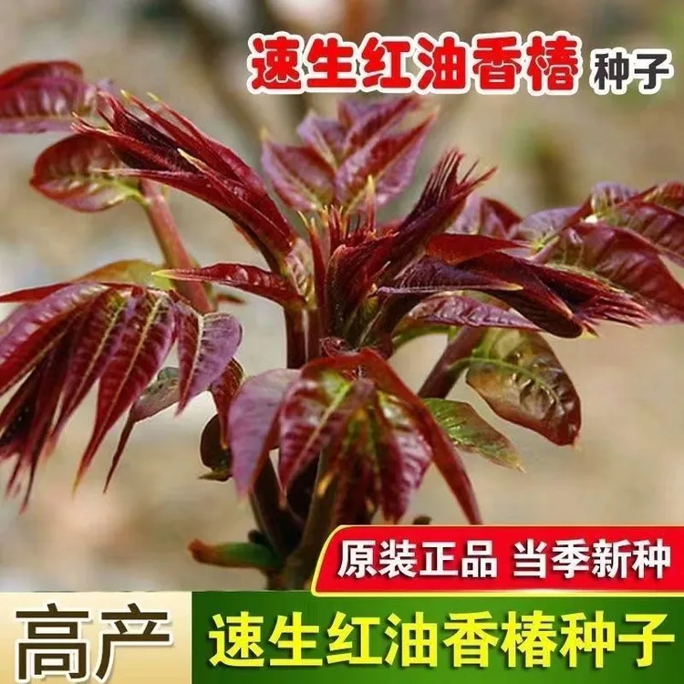 红油香椿钟子耐寒抗旱香椿树种子高产春夏秋四季庭院田园蔬菜种籽