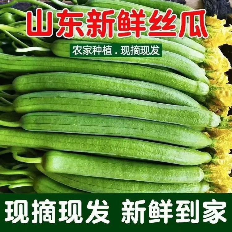 顺丰包邮山东精品新鲜嫩丝瓜产地直发新鲜长丝瓜时令当季长丝瓜