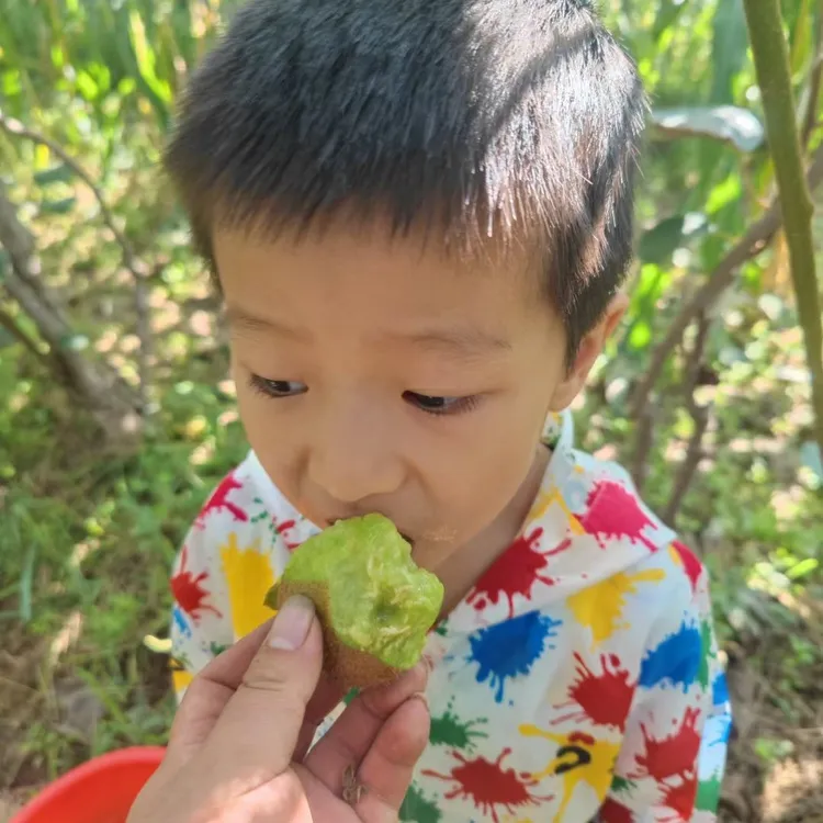 正宗绿心猕猴桃果园现摘现发香甜可口放软食用