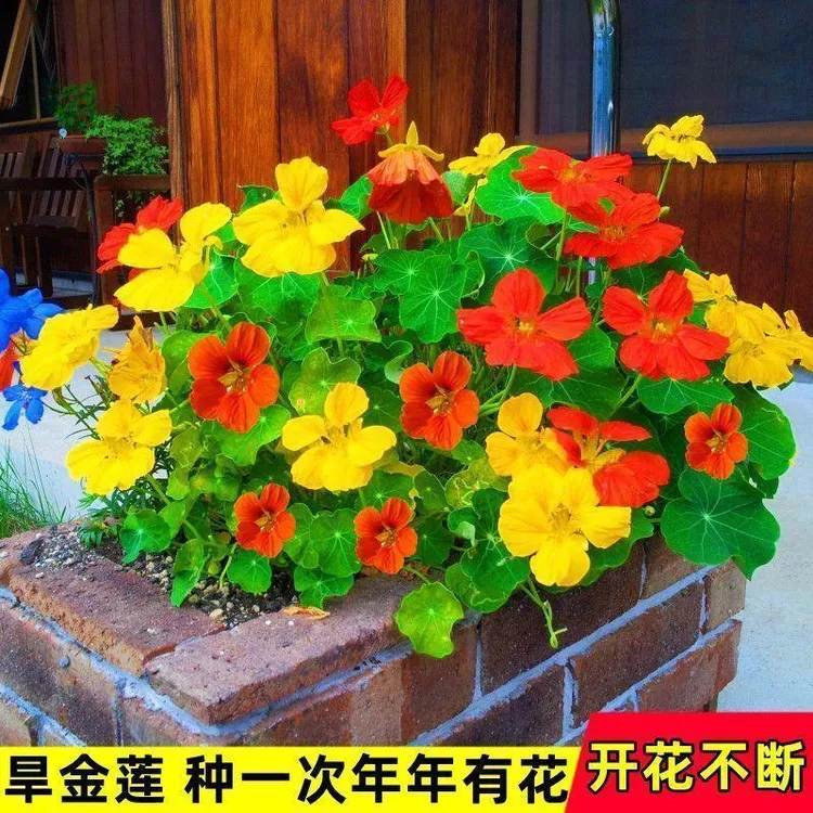 旱金莲花种子旱荷花种子垂吊爬藤花卉种籽室内阳台盆栽四季播种