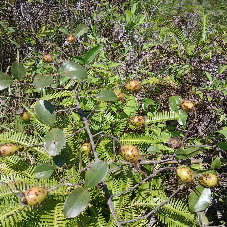 野生成熟金樱子鲜果可用于泡酒泡水煲汤的中药材