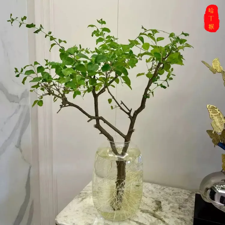 [小叶女贞]鲜切枝室内水培绿植好养活赏叶赏枝居家软装茶室摆件商品图