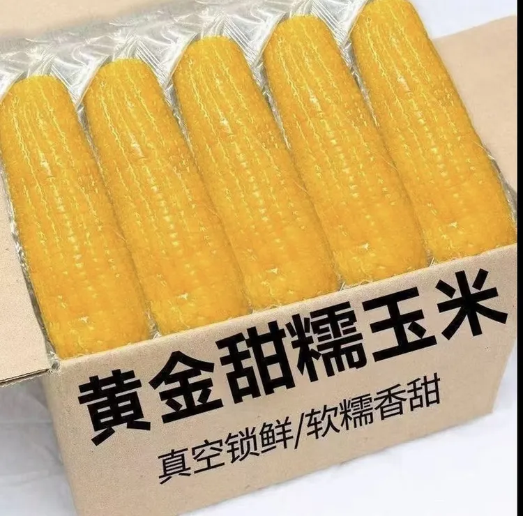 （整箱10根）试吃4根东北黄糯玉米真空包装营养代餐粗粮饱腹