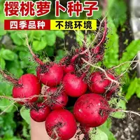 【全店满五包包邮】樱桃萝卜种子