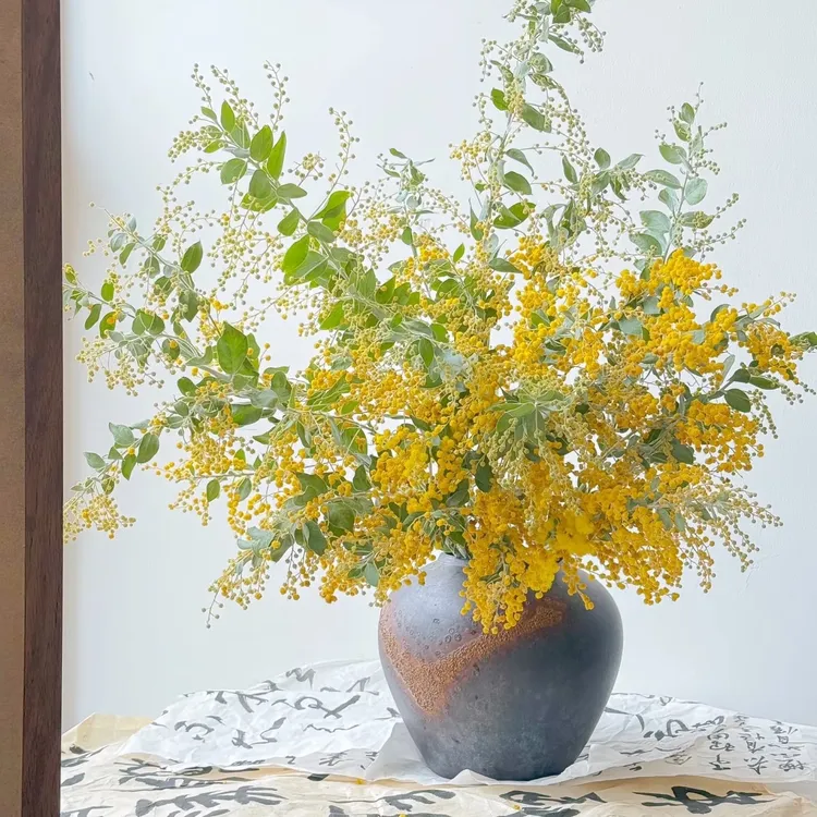 云南鲜花高品质金黄色金合欢花真花客厅装饰插花轻奢假花