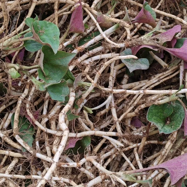 新鲜现挖鱼腥草正宗贵州老品种折耳根带泥发