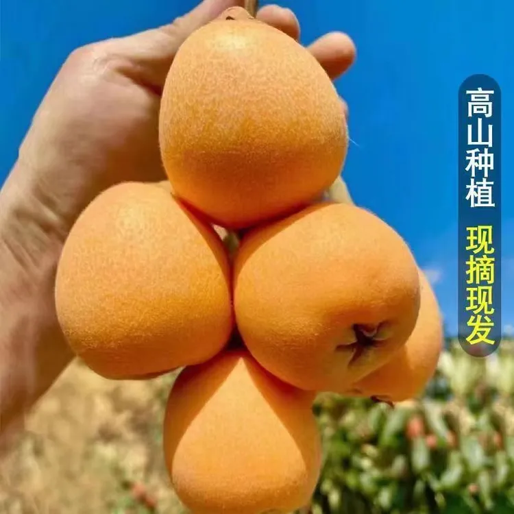 正宗云南蒙自高山枇杷鲜果新鲜香甜饱满多汁孕妇新鲜水果枇杷果