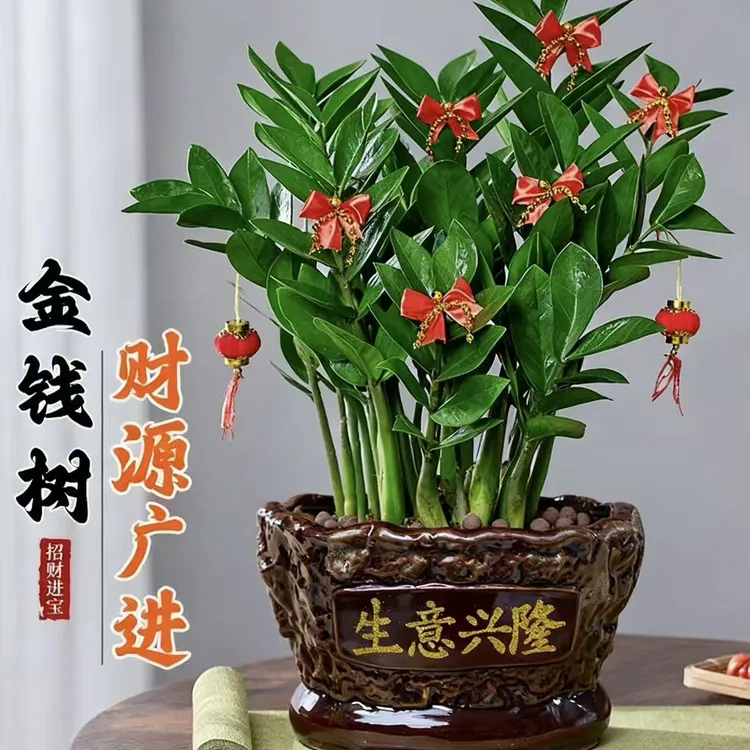 新品四季常青招财金钱树室内盆栽新款适合摆放在客厅及办公室桌面