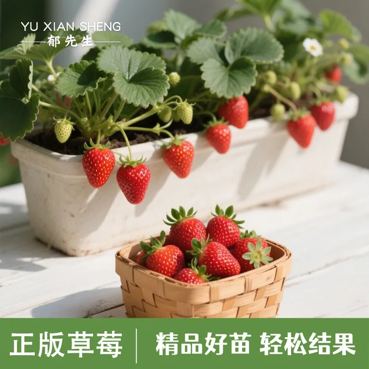 郁先生草莓苗盆栽原盆原土食用带盆奶油红颜丹东99隋珠天使ae春季