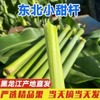 东北甜杆现砍现发小甘蔗新鲜甜高粱杆当季水果甜芦栗孕妇水果包邮