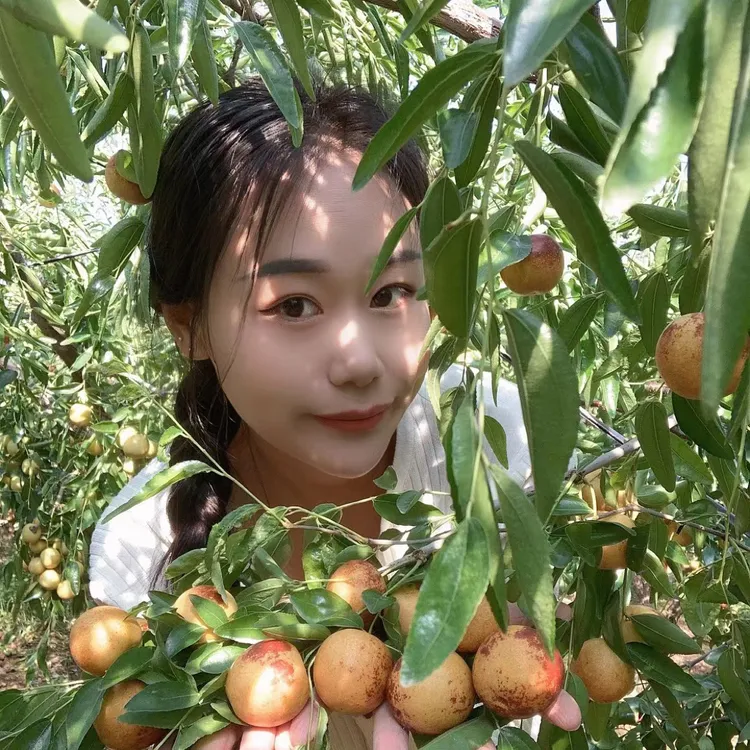 【沾化一代冬枣】大棚采摘现摘现发大果包邮省内直发妻子