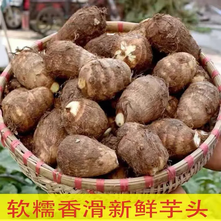 【 老兵助农】嵊州本地新鲜牛奶芋头现挖粉糯香芋现挖现发农家自种