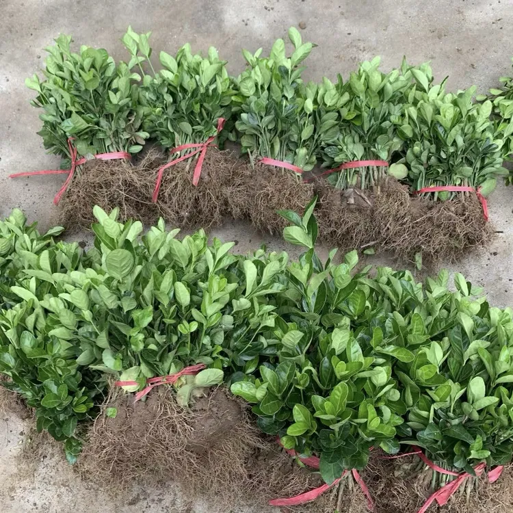 冬青树苗四季常青庭院围墙篱笆植物耐寒耐旱北海道大叶黄杨绿化苗