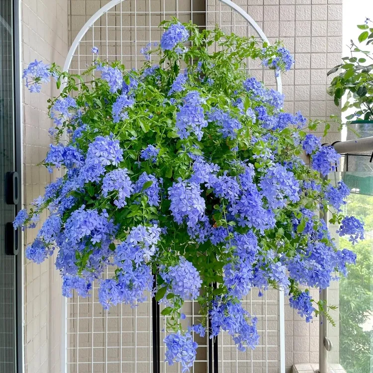 蓝雪花盆栽带花苞发货多年生花卉花卉绿植盆栽室内高颜值