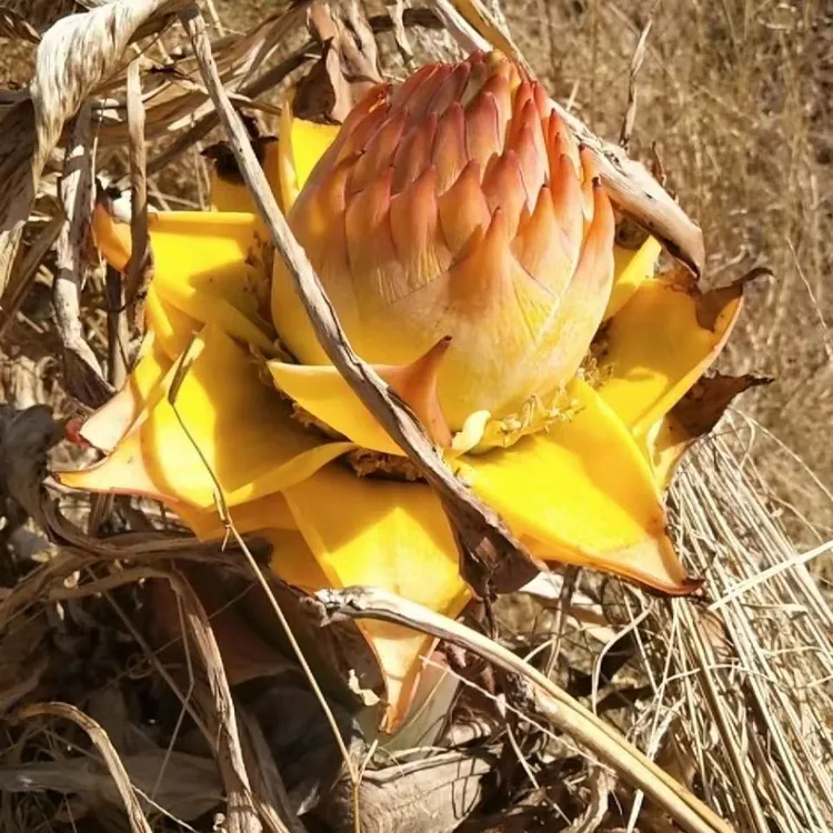云南地涌金莲花卉室内外绿植千瓣莲花庭院装饰