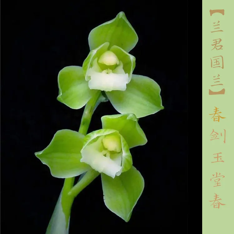 春剑十大名兰 玉堂春 素荷精品 