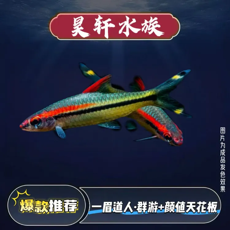 精品一眉道人鱼中小型热带淡水观赏鱼群游耐活适合新手草缸混养