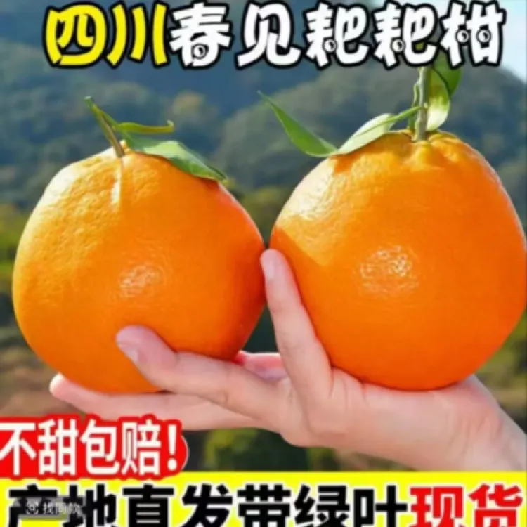 四川春见耙耙柑正宗新鲜水果香甜爆汁现摘现发现发丑柑橘子整箱