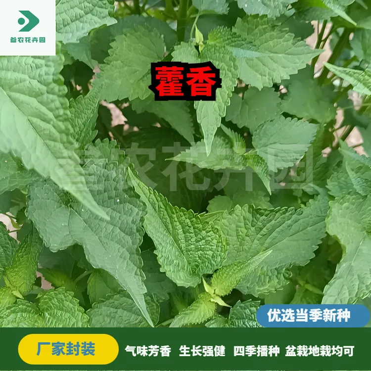 藿香种子种植名贵草药解暑霍香正气食用香草种籽四季阳台庭院种植