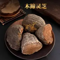 木蹄灵芝 木蹄层孔菌 马蹄灵芝干树枝