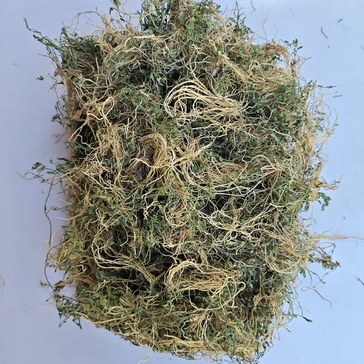 半边莲 半边菊 搭配半枝莲 白花蛇舌草 可泡茶 煮水 喝
