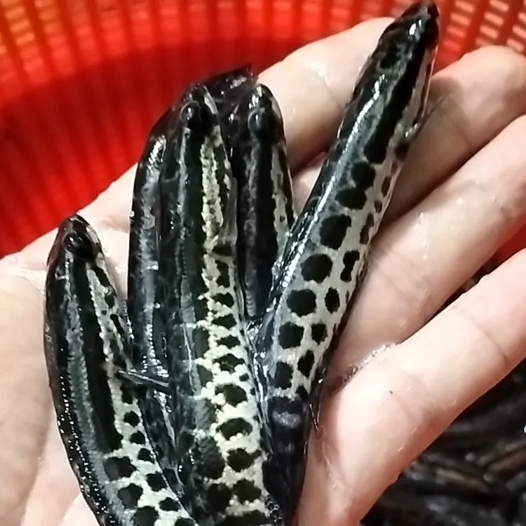 黑鱼 乌鱼 乌鳢鱼 生鱼 宠物活体观赏包邮发货
