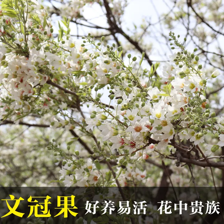 耐寒耐高温文冠花树苗可盆栽地栽适合庭院种植的花卉绿植