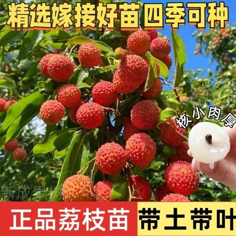 荔枝苗正宗荔枝苗无核荔枝树苗妃子笑荔枝树苗带土带叶庭院种植