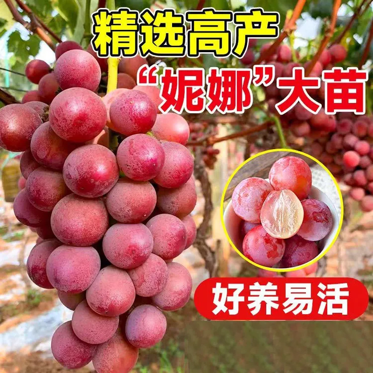 葡萄树苗盆栽地栽爬藤树苗当年结果栽种南北方种植果树果苗葡萄苗