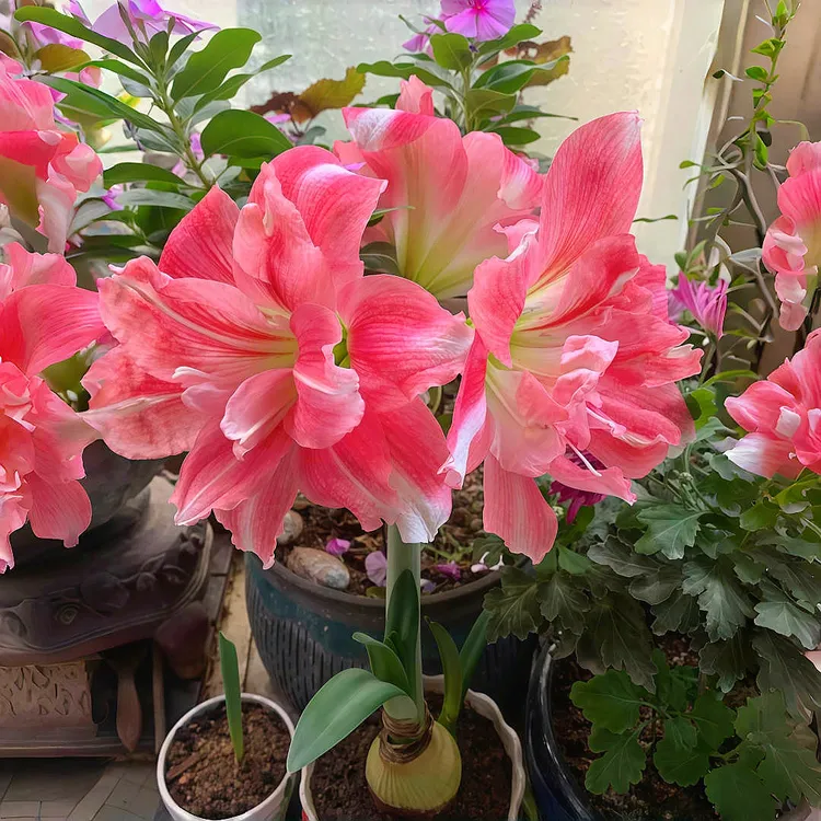 【不对包赔】重瓣朱顶红种球植物进口花卉客厅绿植盆栽好养活浓香型
