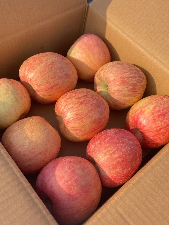 烟台栖霞老树红富士85#以上，净重10斤豪华装