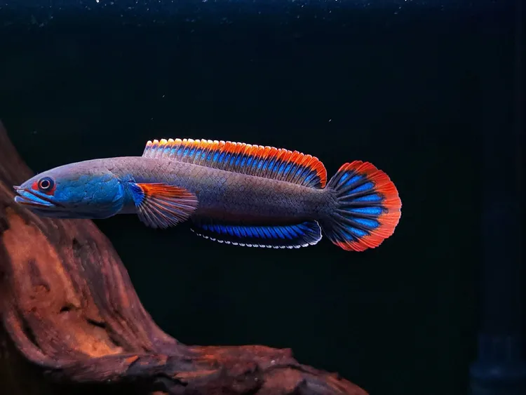 观赏鱼雷龙黄金眼镜蛇幻彩红宝石幻蓝金尘阿萨姆奶茶巴卡苗血斑