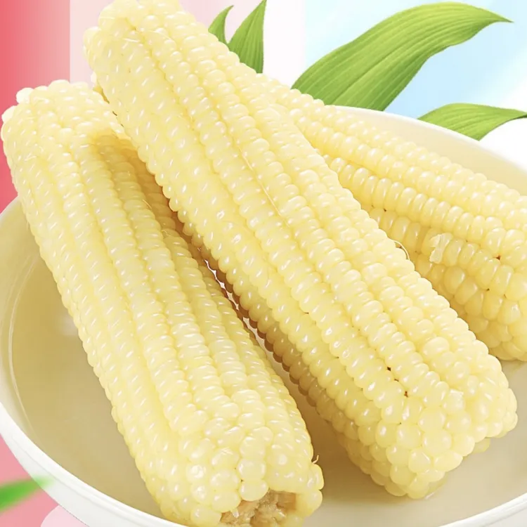 稻香嵩2025年东北五常甜糯香玉米8穗装