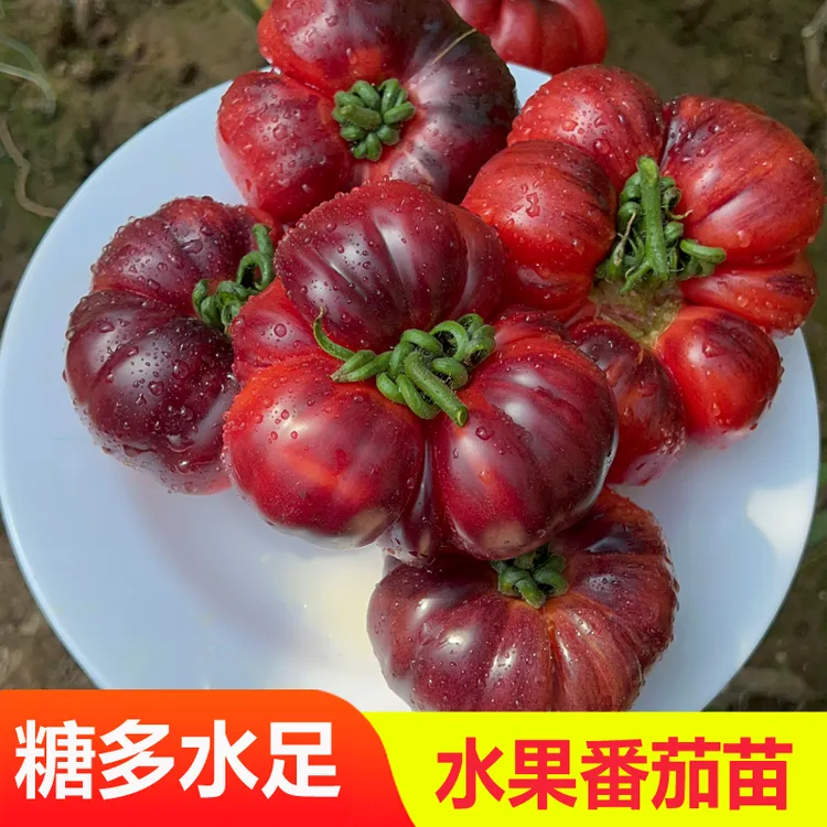 【直播】水果番茄苗子丑姑娘番茄种子紫西红柿种籽四季盆栽蔬菜种苗