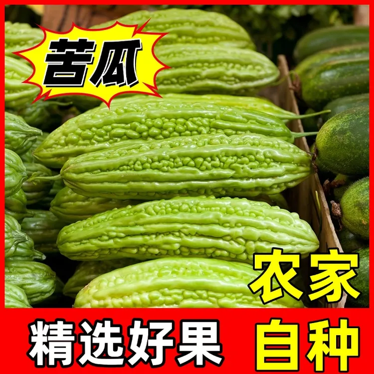 农户自种新鲜应季蔬菜新鲜采摘现发苦瓜清脆爽口新鲜包邮5斤9斤装